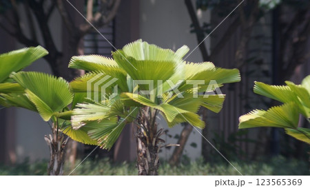 Vibrant Tropical Fan Palm (Palas palm-Licuala peltata var.peltata) Leaves Vibrant Tropical Fan Palm (Palas palm-Licuala peltata var.peltata) Leaves 123565369