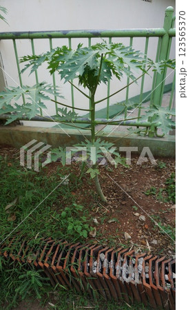 a small papaya sprout emerging from the soil, symbolizing growth and new life a small papaya sprout emerging from the soil, symbolizing growth and new life 123565370