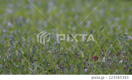 A peaceful summer morning with green grass swaying gently in the wind 123565383