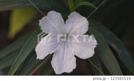 Close-up of white flowering plant (Night blooming wild petunia-Reullia noctiflora) Close-up of white flowering plant (Night blooming wild petunia-Reullia noctiflora) 123565519