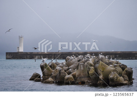 冬の港の上を飛ぶウミネコ（出雲市） 123565637