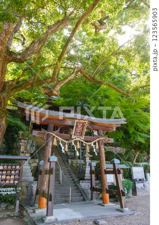 新緑に覆われた神社の境内　鐸比古鐸比賣神社 123565903