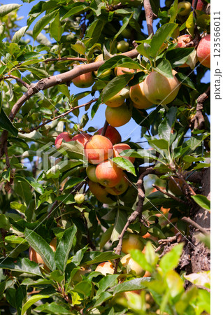 Farm harvest, ripe apples on branches 123566011