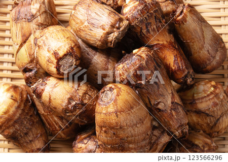 里芋　サトイモ 123566296