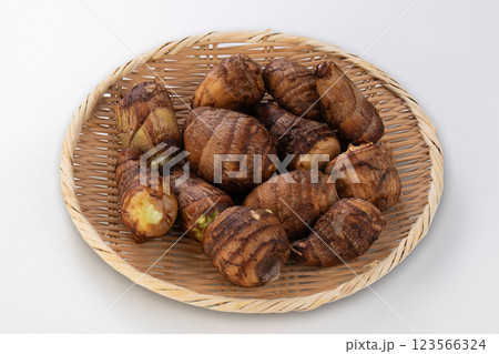 里芋　サトイモ 123566324