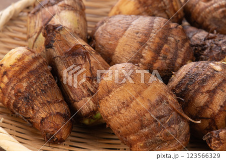 里芋 サトイモ 里芋 サトイモ 123566329