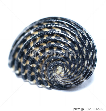 Spiral Neritodryas cornea shell close-up Spiral Neritodryas cornea shell close-up 123566502