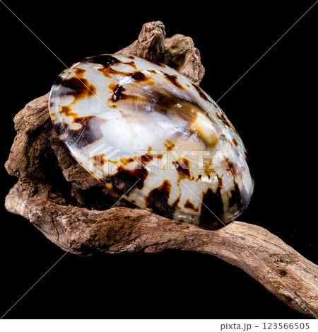 Lottia pelta or the shield limpet shell on driftwood 123566505