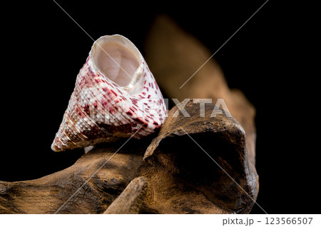 Trochus Shell on Driftwood Background Trochus Shell on Driftwood Background 123566507
