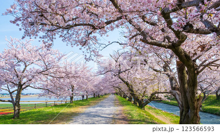 あさひ舟川（舟川べり）の桜並木 123566593