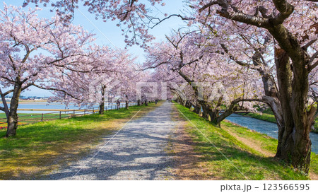 あさひ舟川（舟川べり）の桜並木 123566595