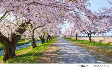 あさひ舟川（舟川べり）の桜並木 123566608