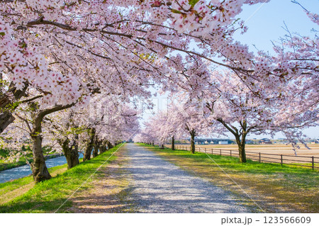 あさひ舟川（舟川べり）の桜並木 123566609