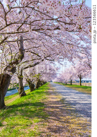 あさひ舟川(舟川べり)の桜並木 あさひ舟川(舟川べり)の桜並木 123566611
