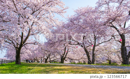 あさひ舟川（舟川べり）の桜並木 123566717