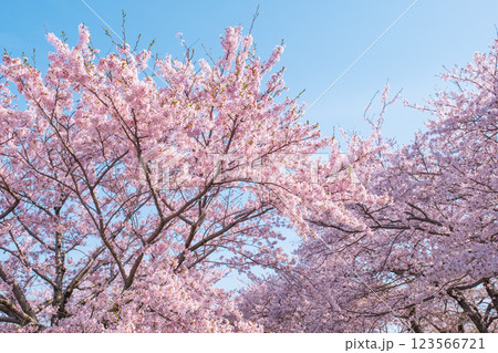 満開の桜（あさひ舟川にて） 123566721