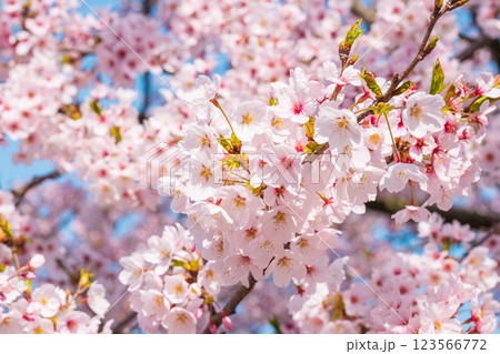 桜 桜 123566772