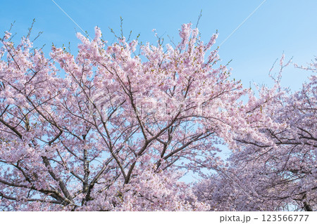 満開の桜（あさひ舟川にて） 123566777