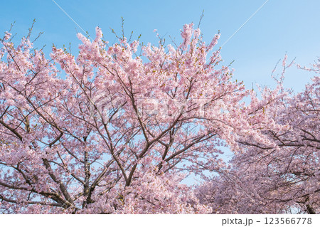 満開の桜（あさひ舟川にて） 123566778