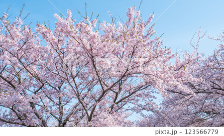 満開の桜（あさひ舟川にて） 123566779