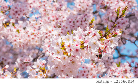 桜 123566814