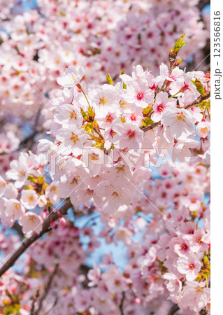 桜 桜 123566816