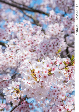 桜 桜 123566817