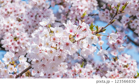 桜 123566830
