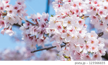 桜 桜 123566835