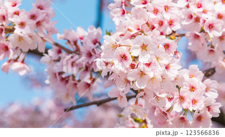 桜 123566836