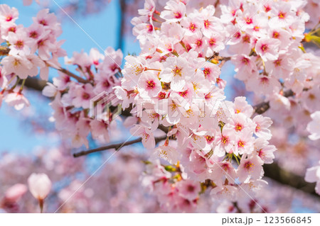 桜 123566845