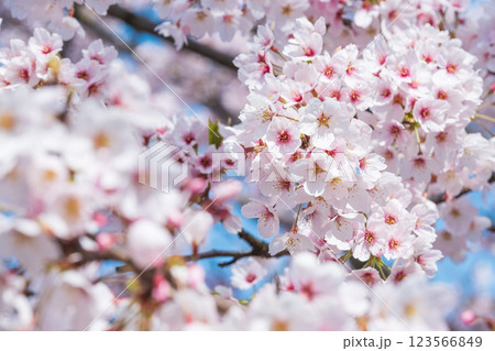 桜 桜 123566849