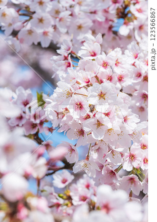 桜 桜 123566867