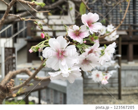花びらが多い可憐な桜　ピンクと白の花びら　 123567205