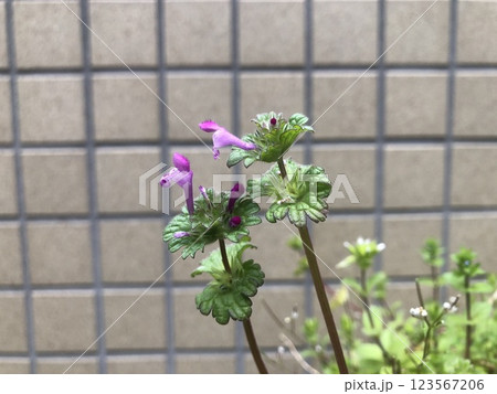 仏の座 ホトケノザ 雑草 草花 仏の座 ホトケノザ 雑草 草花 123567206