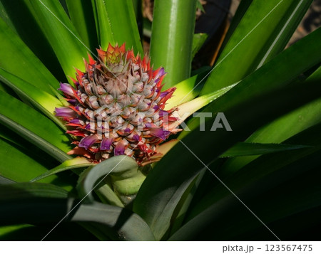 Pineapple blossom with green leaves in background, The purple petals of the flower spring on the fruit 123567475