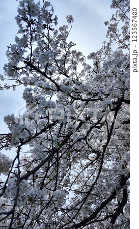 みんなの笑顔が集まる、糸貫川沿いの桜並木 みんなの笑顔が集まる、糸貫川沿いの桜並木 123567480