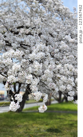 みんなの笑顔が集まる、糸貫川沿いの桜並木 123567482
