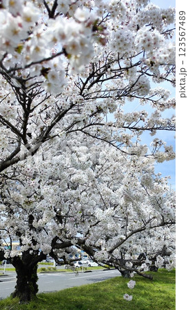 みんなの笑顔が集まる、糸貫川沿いの桜並木 みんなの笑顔が集まる、糸貫川沿いの桜並木 123567489