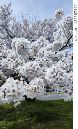 みんなの笑顔が集まる、糸貫川沿いの桜並木 みんなの笑顔が集まる、糸貫川沿いの桜並木 123567490