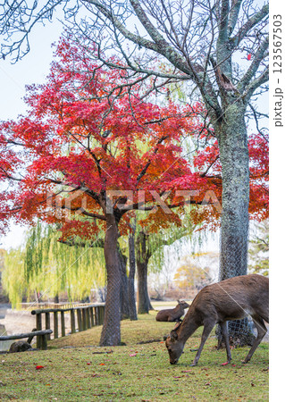 【秋】奈良公園の鹿【紅葉】 123567503