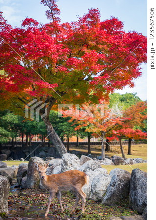 【秋】奈良公園の鹿【紅葉】 【秋】奈良公園の鹿【紅葉】 123567506