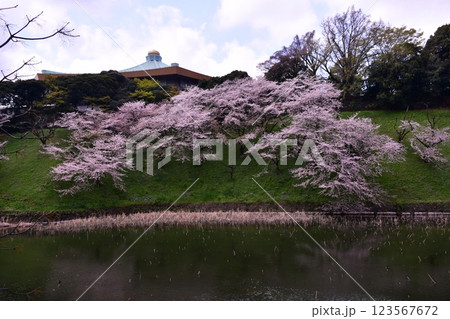 桜 北の丸公園 桜 北の丸公園 123567672