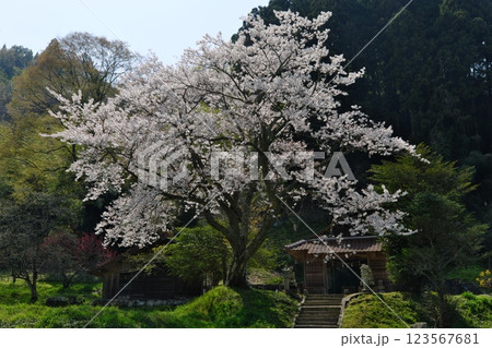 里山の桜（鮭神社付近：雲南市大東町） 123567681