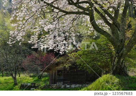里山の桜（鮭神社付近：雲南市大東町） 123567683