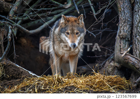 Gray wolf (Canis lupus) emerging from den 123567699