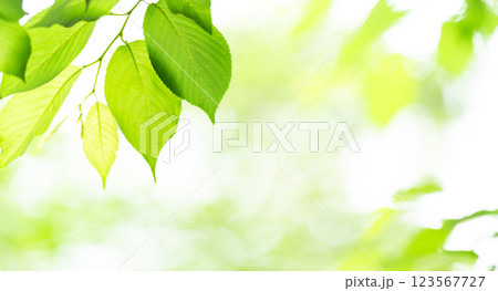 新緑　葉っぱ　背景素材 123567727
