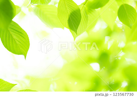 新緑　葉っぱ　背景素材 123567730