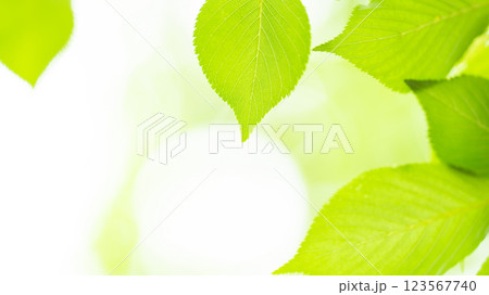 新緑　葉っぱ　背景素材 123567740