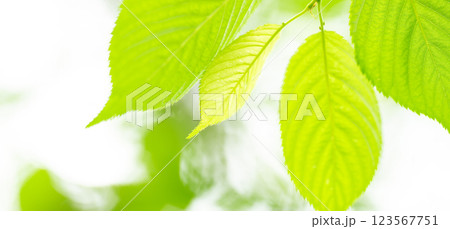 新緑　葉っぱ　背景素材 123567751